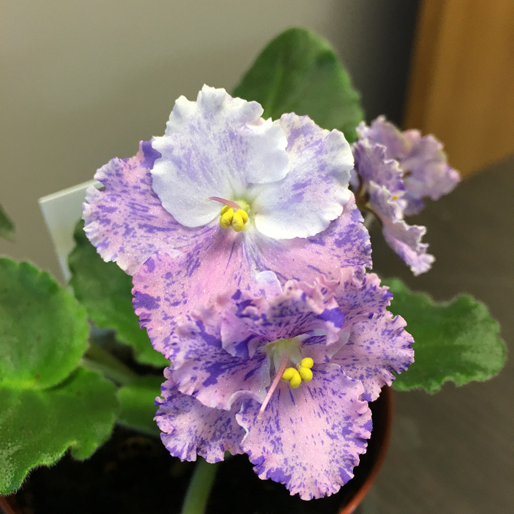 Amour Elite standard African violet