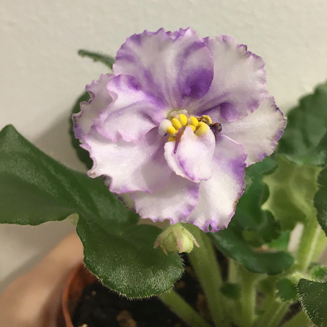 Harmony's Ice Queen - Standard African violet