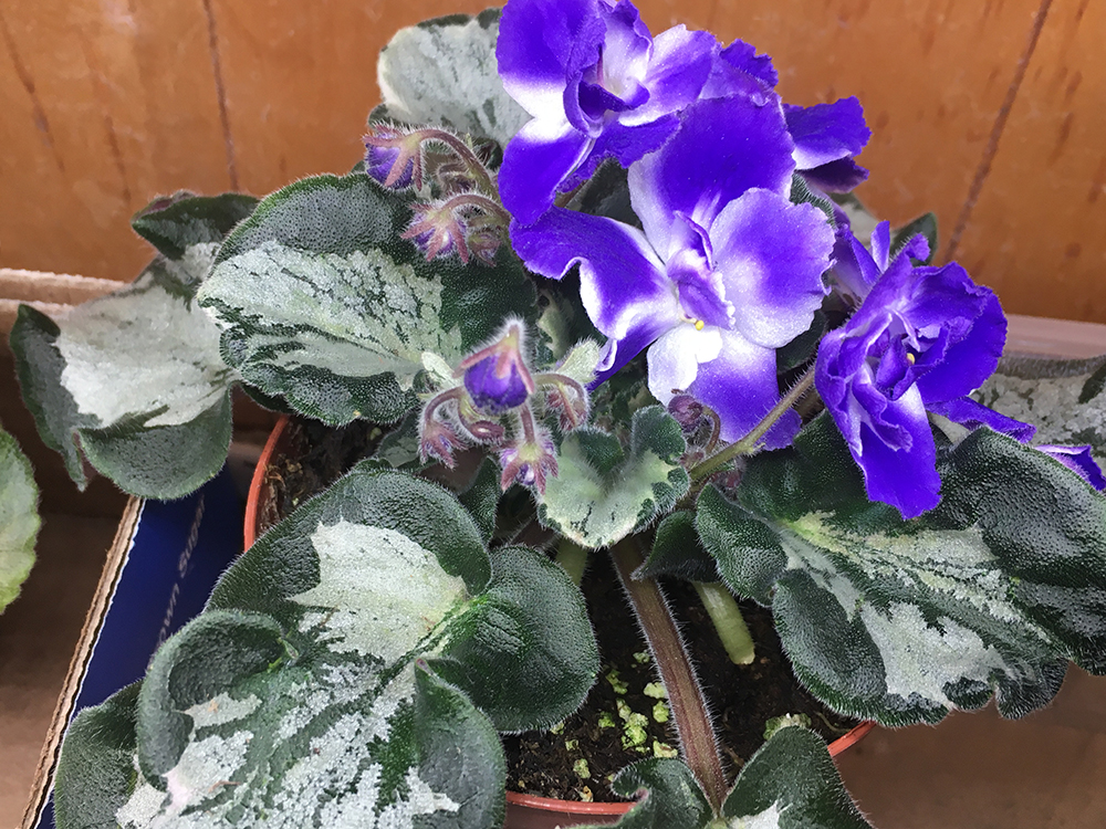 Harmony's LIttle Stinker - leaf chimera - Standard African Violet