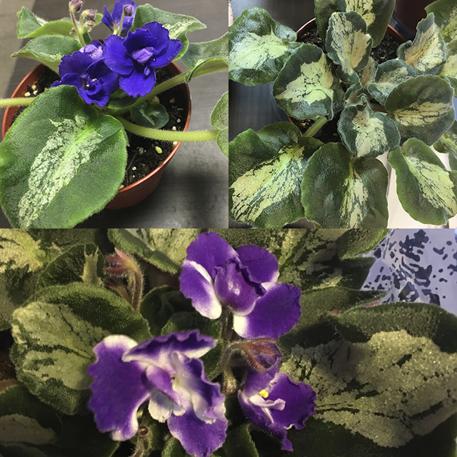 Harmony's Little Stinker - Leaf Chimera African Violet