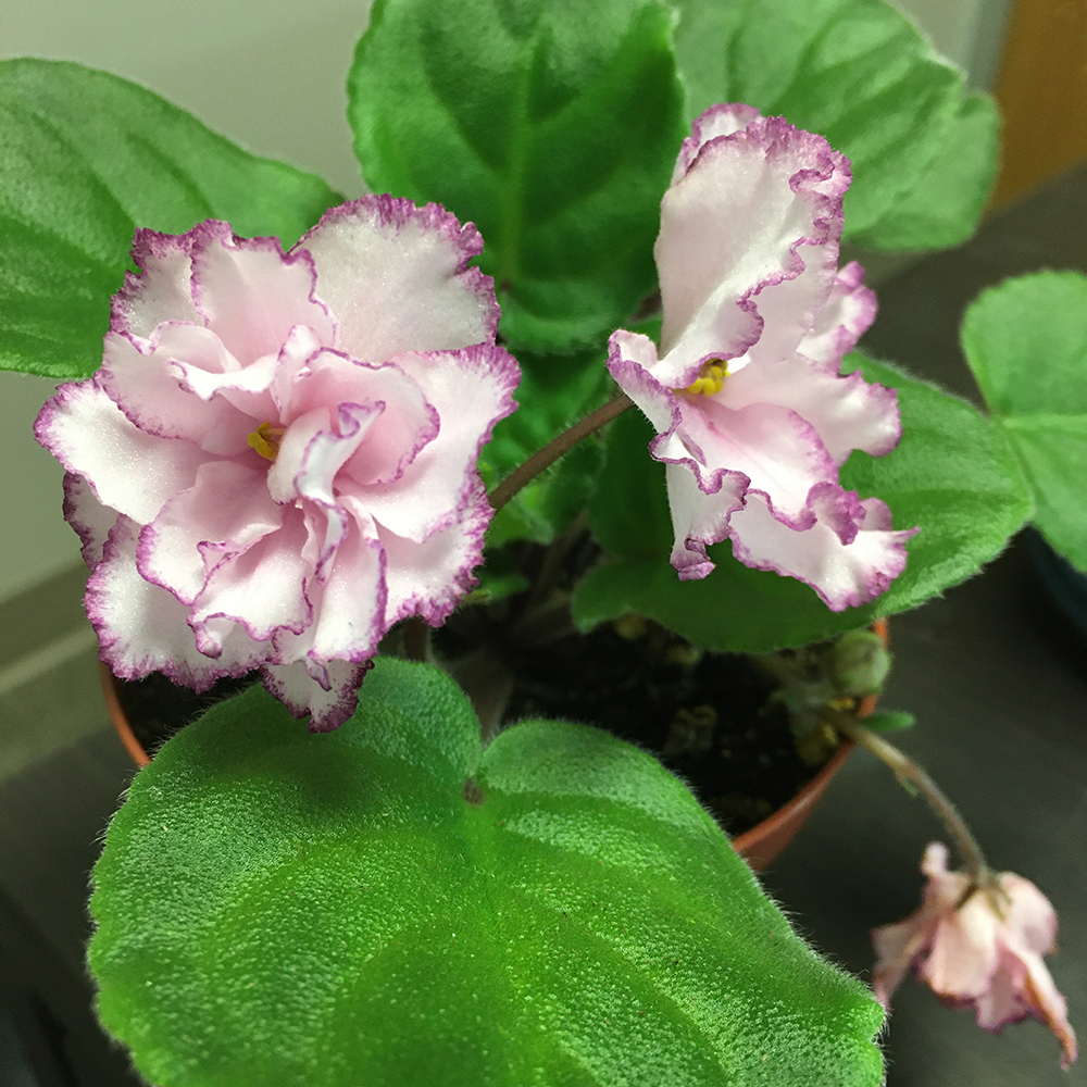 Ian Minuet - Standard African Violet