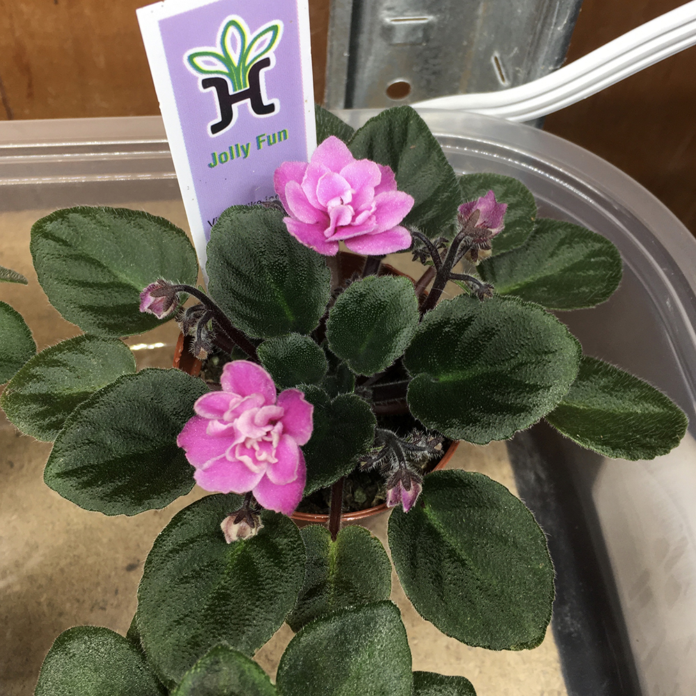 Jolly Fun Miniature African violet