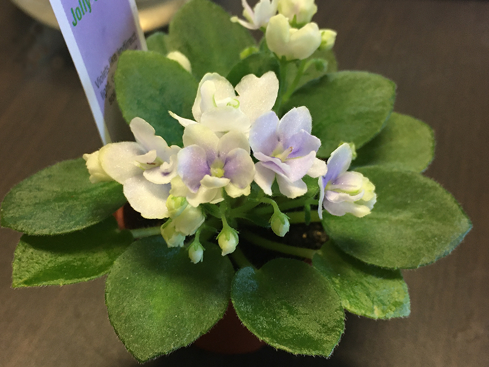 Jolly Orchid - miniature african violet