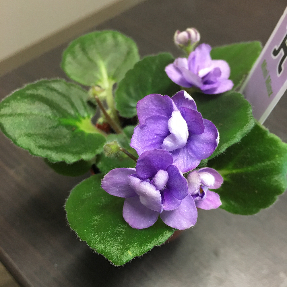 mini minx - miniature african violet
