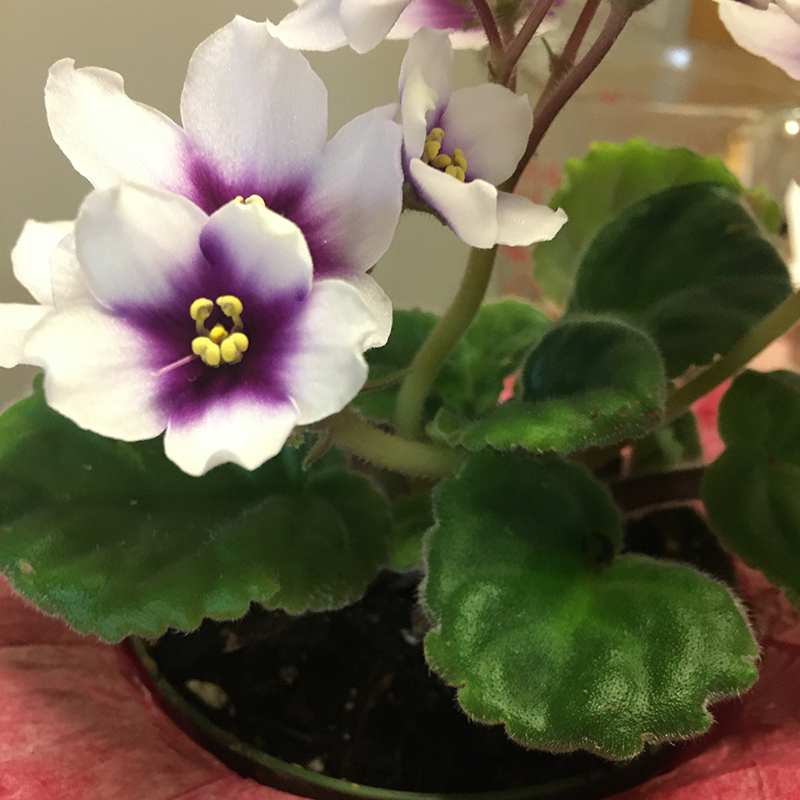 Optimara - My Love - standard African Violet