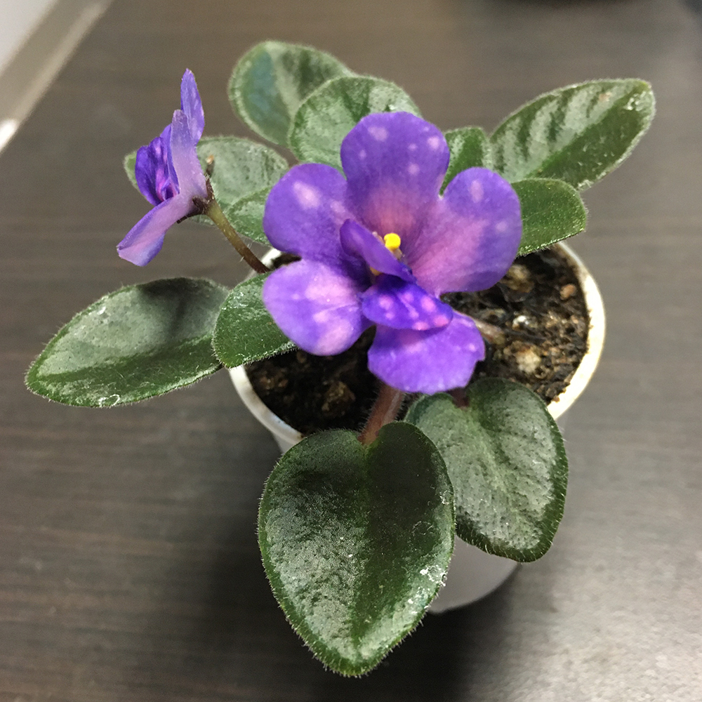 Rob's Astro Zombie - Semi Miniature African Violet AVSA #10138