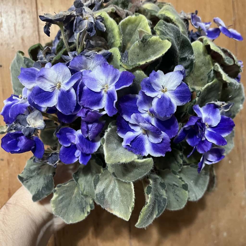 Harmony's little stinker that has developed 4 crowns