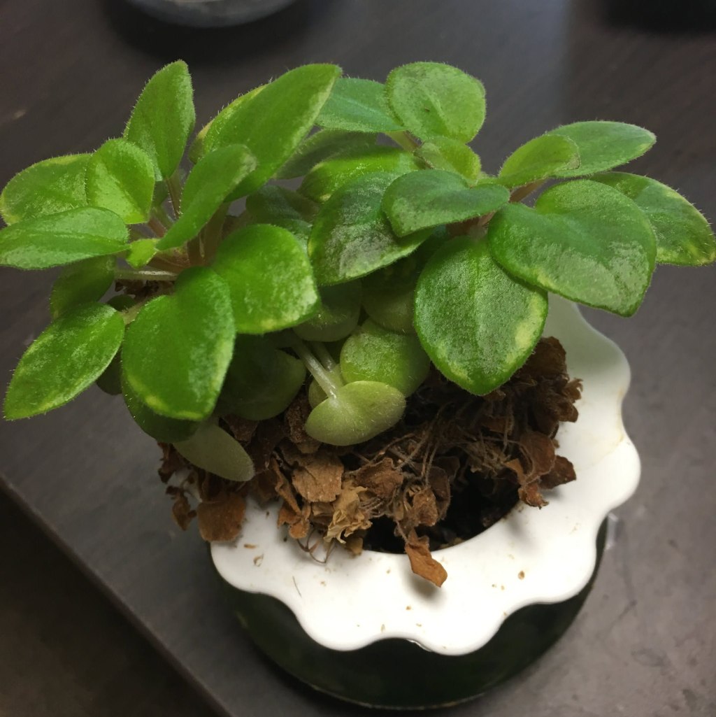 African violet with two crowns and dying leaves on the bottom.