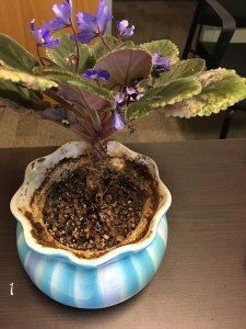Assess whether the african violet needs to be repotted: this plant has a very long neck and there is a high level of mineral build up in the ceramic pot.