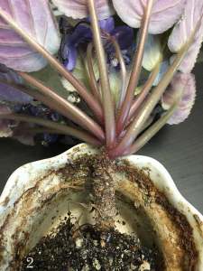 African Violet with it's roots cut off.