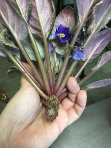 African violet plant with the neck cut to one inch long at a 45 degree angle.