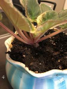 African violet that has been placed in fresh african violet soil in a ceramic self watering pot.