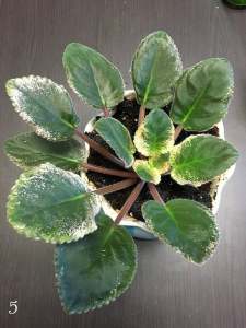 African Violet after repotting.