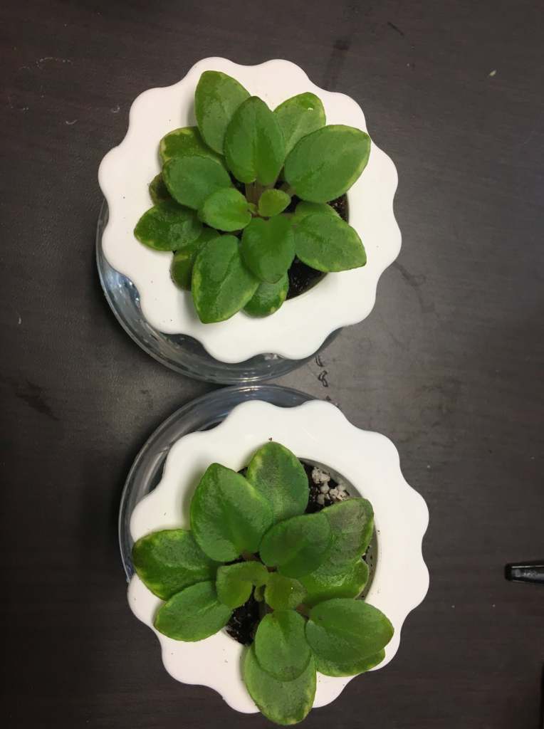 The same african violet after being repotted with each crown in a self-watering pot of it's own.