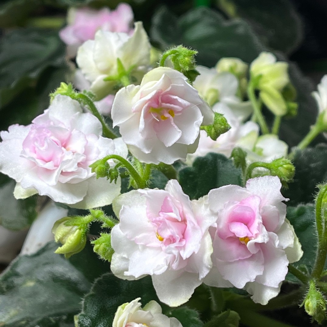 Little Pink Moonstone African violet